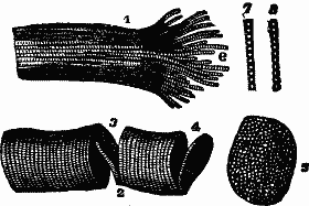 Illustration:
Fig. 21. Striped muscular fibre showing cleavage in opposite directions. 