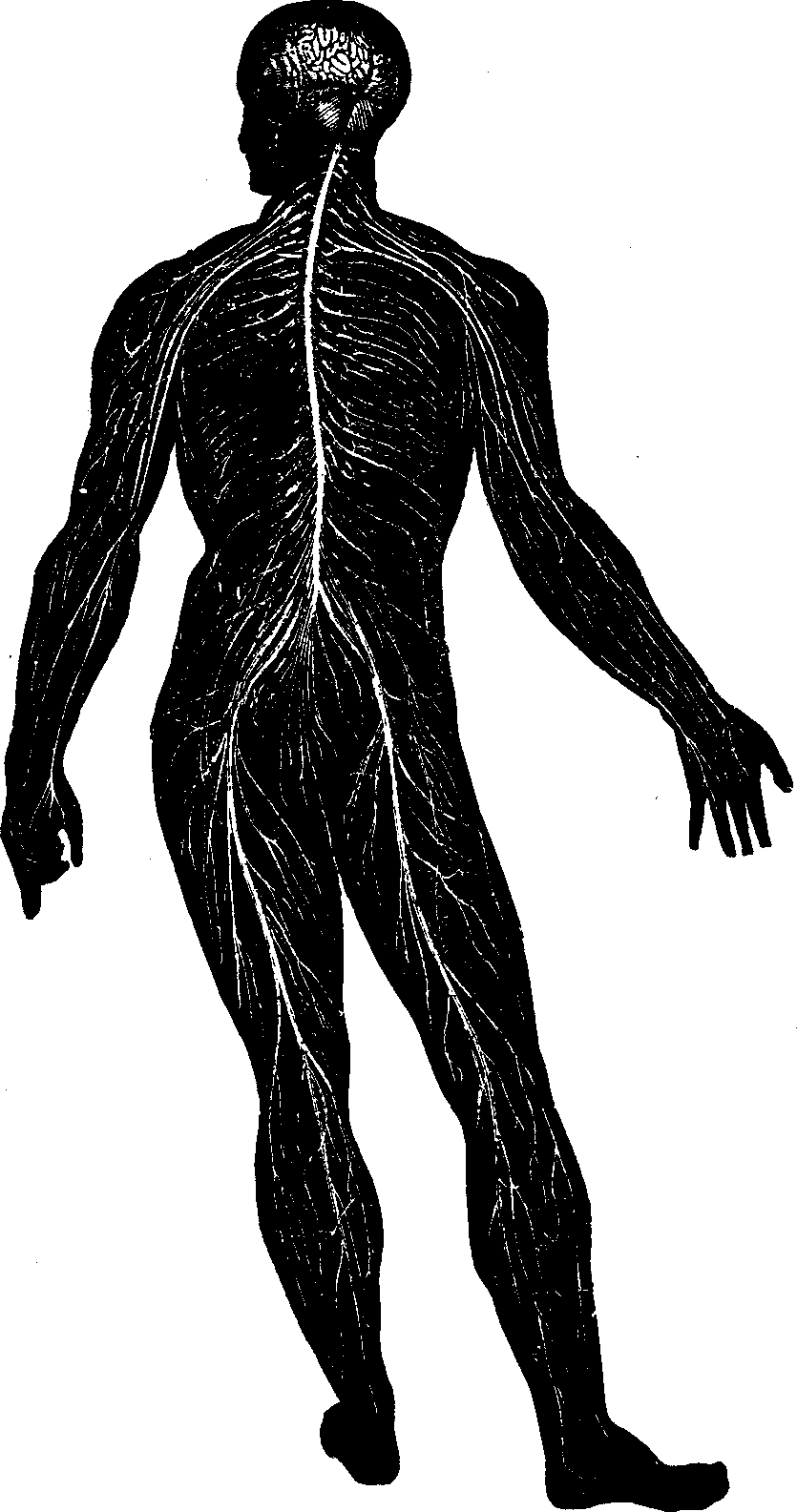 Illustration:
Fig. 54. The Nervous System.