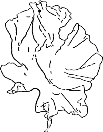 Fig.&nbsp;15.