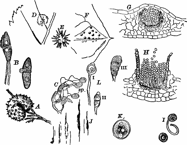 Fig.&nbsp;47.