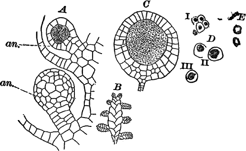 Fig.&nbsp;53.