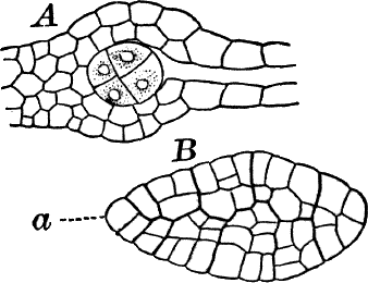 Fig.&nbsp;62.