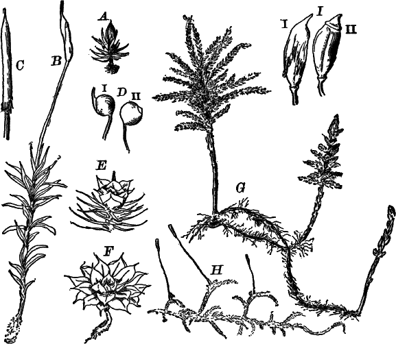 Fig.&nbsp;65.