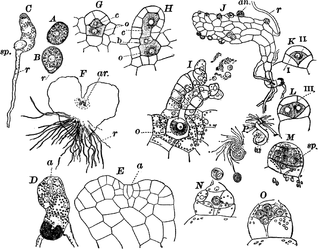 Fig.&nbsp;66.