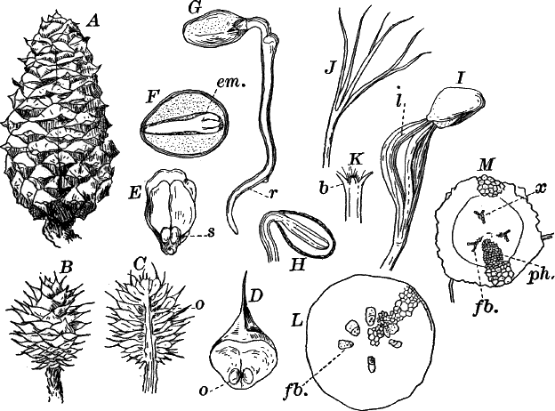 Fig.&nbsp;75.