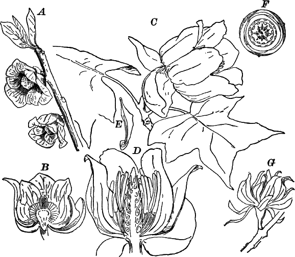 Fig.&nbsp;100.