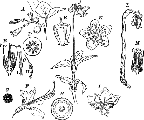 Fig.&nbsp;116.