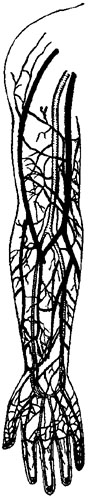 SURFACE VEINS AND DEEP-LYING ARTERIES OF INNER SIDE OF
RIGHT ARM AND HAND