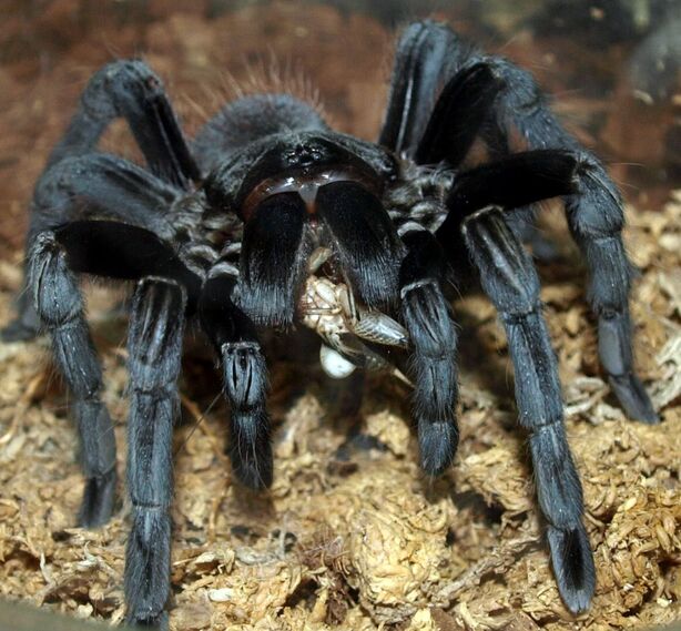 tarantula spider munching on a locust